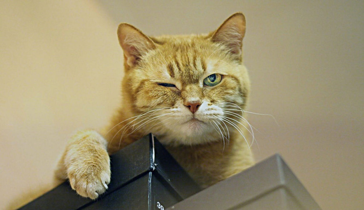 Chat roux baillant