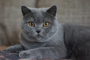 chat chartreux gris bleu