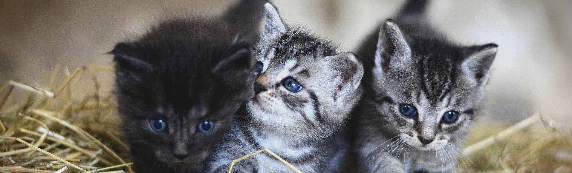 Prénoms chat Choisir un prénom pour son chat Notre sélection